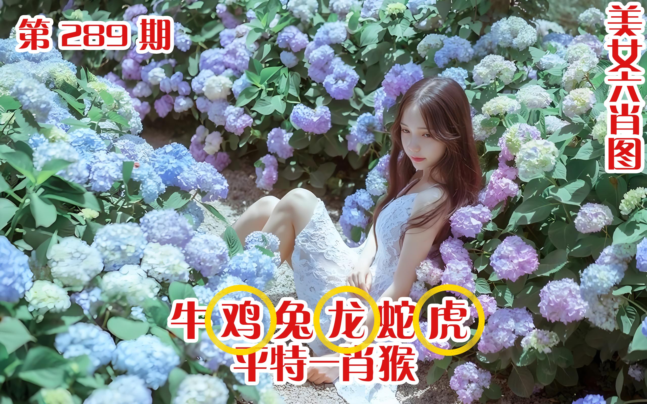 美女六肖 289期